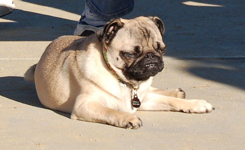 Sheba and Friends at the Mountain View Dog Park Sunday February 5, 2006