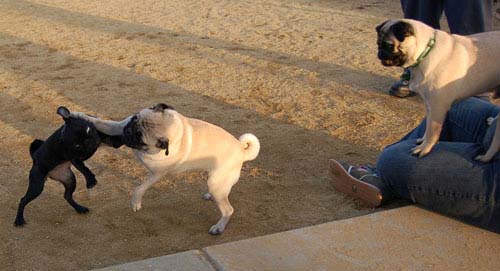 Sheba back at the Park