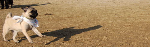 Sheba and Friends at the Mountain View Dog Park Sunday January 8, 2006