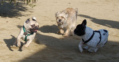 Sheba and Friends at the Mountain View Dog Park Sunday January 22, 2006