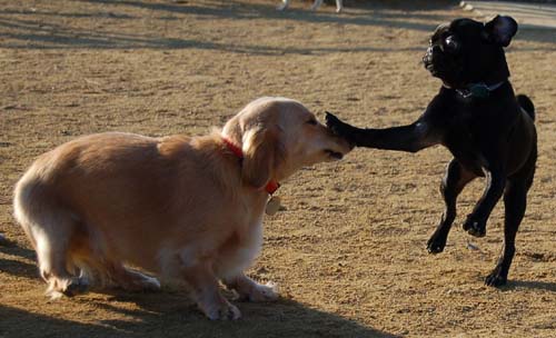 Sheba back at the Park