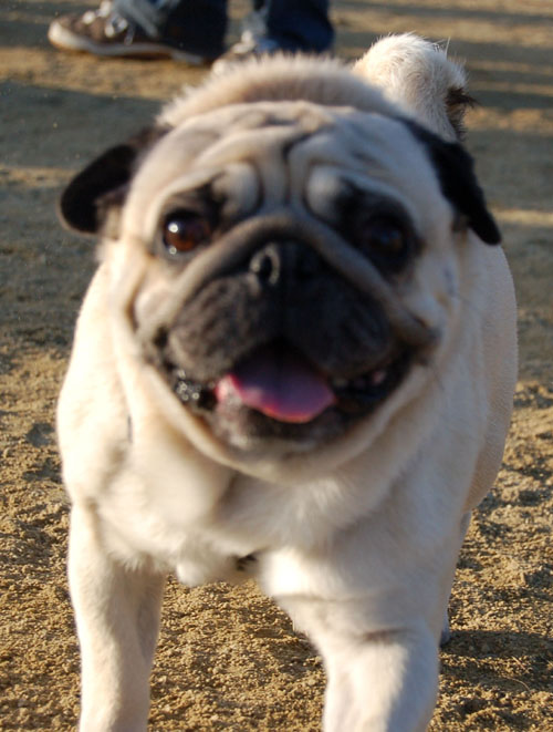 Sheba and Friends at the Mountain View Dog Park Sunday January 22, 2006