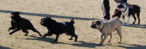 Chases - February 19, 2006