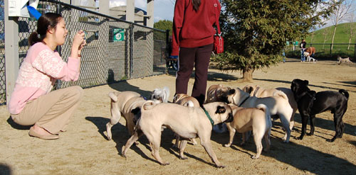 Pugs - February 19, 2006