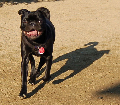 Smiling Pugs - February 19, 2006