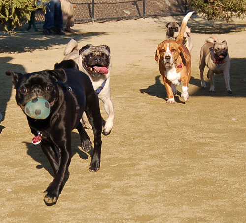 Chases - February 19, 2006