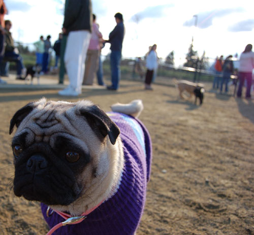 Little Sheba the Hug Pug - February 19, 2006