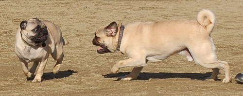 Mountain View Hug Pugs - March 12, 2006