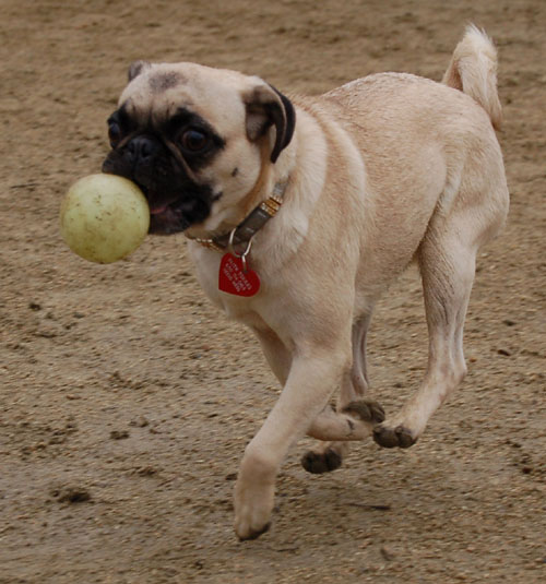 April 2, 2006 Hug Pug Park Fun