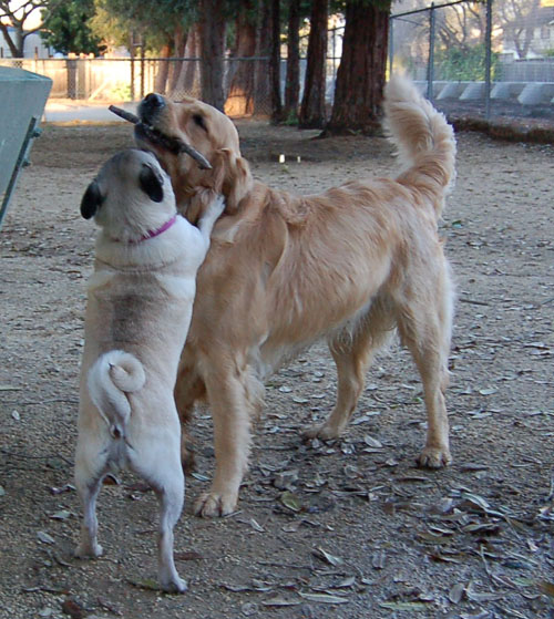 Sheba and Daisy playing in the Mud