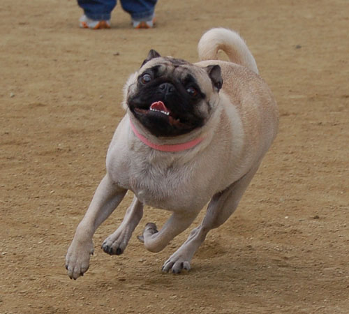 Pug and Hugs - February 26, 2006