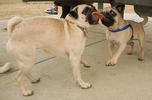 April 2, 2006 Hug Pug Park Fun