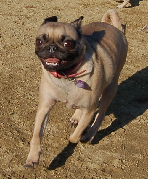 Smiling Pugs - February 19, 2006