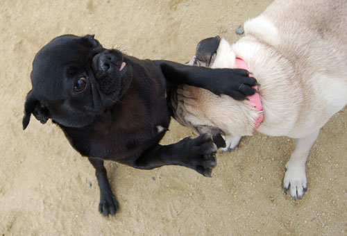 Rio Bravo gets Hugged