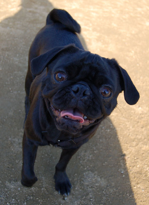 Smiling Pugs - February 19, 2006