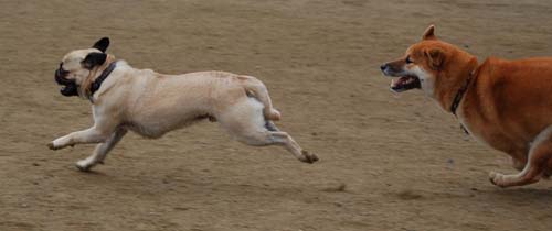 Wet Pugs - March 5, 2006
