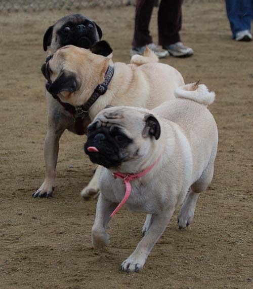 Wet Pugs - March 5, 2006