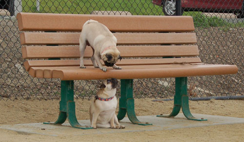 Pug and Hugs - February 26, 2006