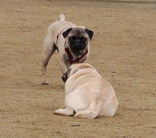 Wet Pugs - March 5, 2006
