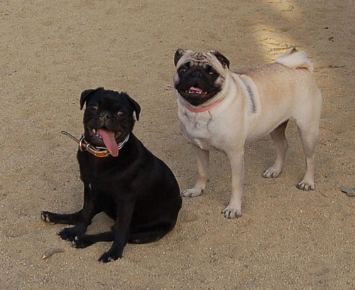 Pug and Hugs - Mountain View Dog Park Fun with Sheba, Rio and the Gang