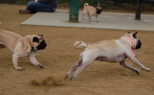 Pug and Hugs - February 26, 2006