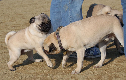 Pugs - February 19, 2006
