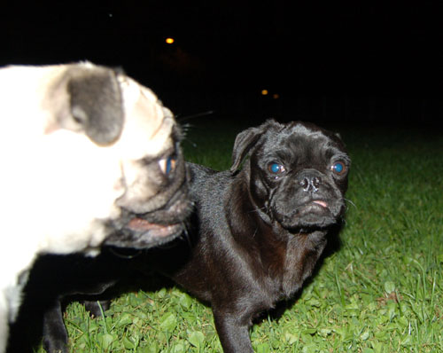 Sheba and Rio at Night