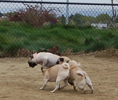 April 2, 2006 Hug Pug Park Fun