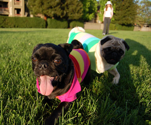 Sheba and Rio - May 1, 2006