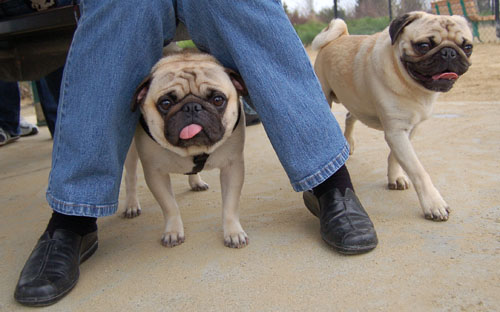April 2, 2006 Hug Pug Park Fun