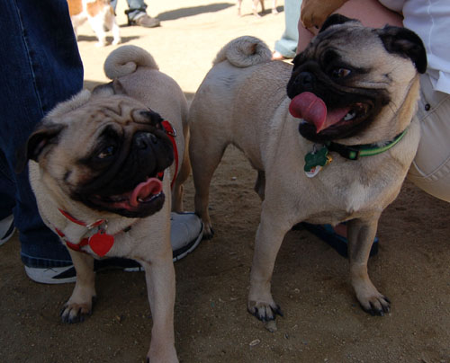 Mountain View Dog Park - April 30, 2006