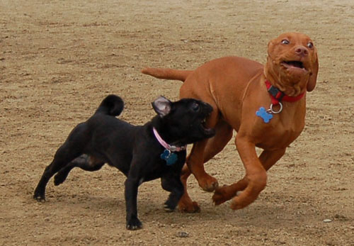 Mountain View Hug Pugs - March 12, 2006