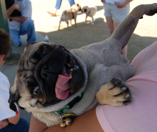 Mountain View Dog Park - April 30, 2006