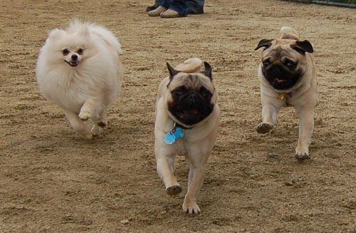 Mountain View Hug Pugs - March 12, 2006