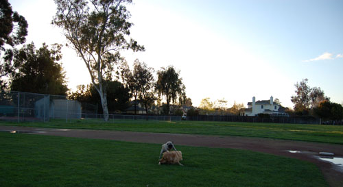 Sheba and Daisy playing in the Mud
