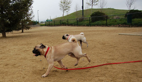 April 2, 2006 Hug Pug Park Fun
