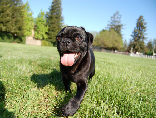 Sheba and Rio at Night