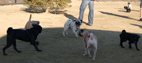 Pugs - February 19, 2006