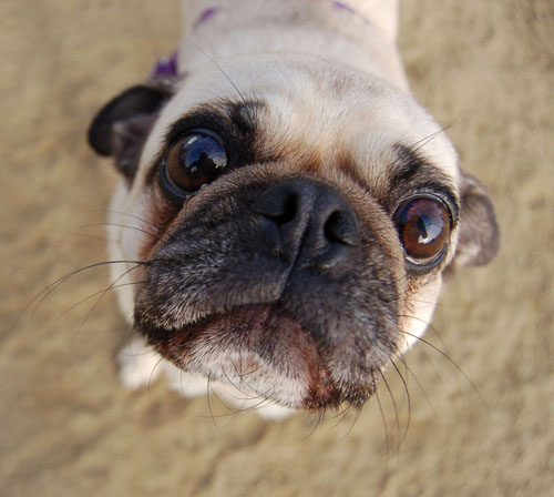 Pug and Hugs - Mountain View Dog Park Fun with Sheba, Rio and the Gang