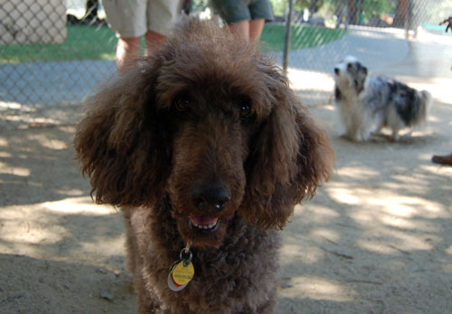 Happy Puppies!!! at Toby's Party!!!