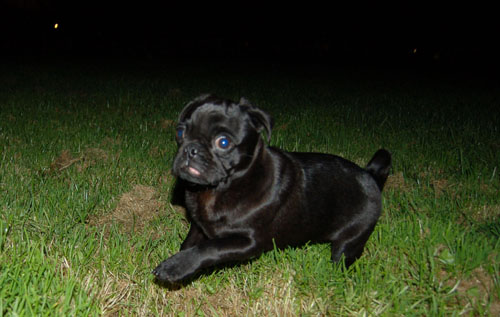 Sheba and Rio at Night