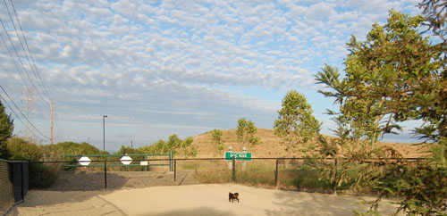 Pug and Hugs - Mountain View Dog Park Fun with Sheba, Rio and the Gang