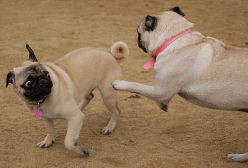 Pug and Hugs - February 26, 2006