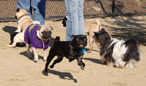 Chases - February 19, 2006