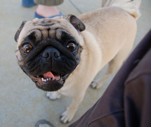 Mountain View Dog Park - April 30, 2006