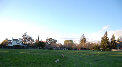 Sheba and Daisy playing in the Mud