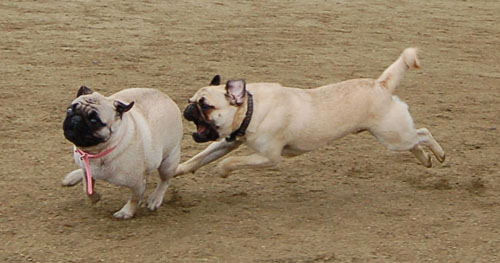 Wet Pugs - March 5, 2006