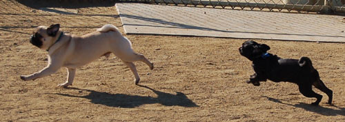 Pugs - February 19, 2006