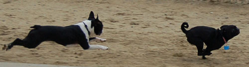 Mountain View Hug Pugs - March 12, 2006