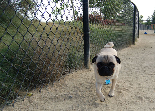 Pug and Hugs - Mountain View Dog Park Fun with Sheba, Rio and the Gang